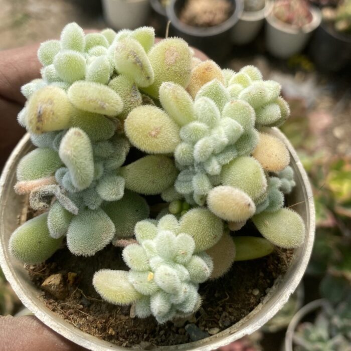 Echeveria Frosted Crested_2