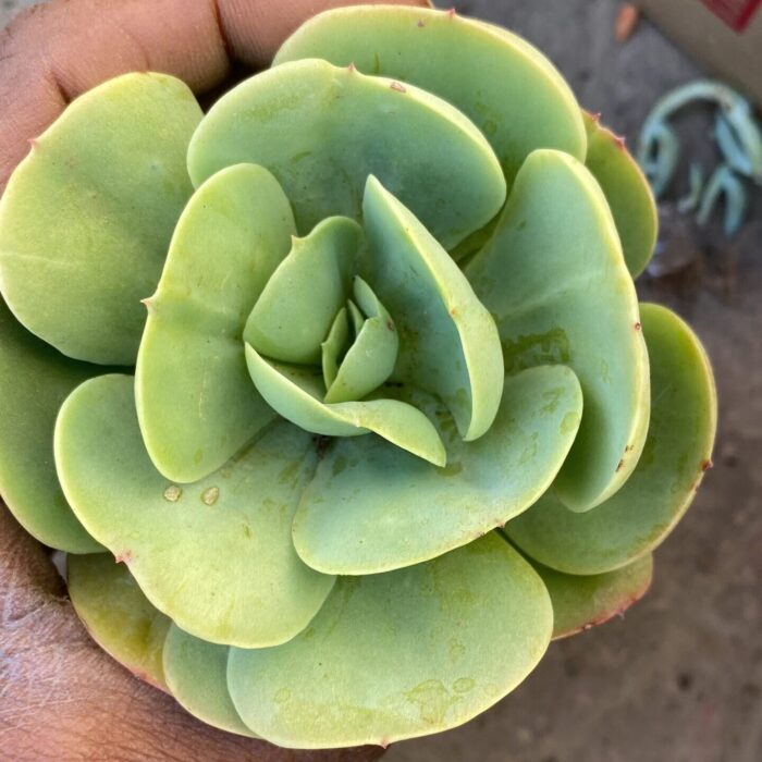 Echeveria Green Spoon