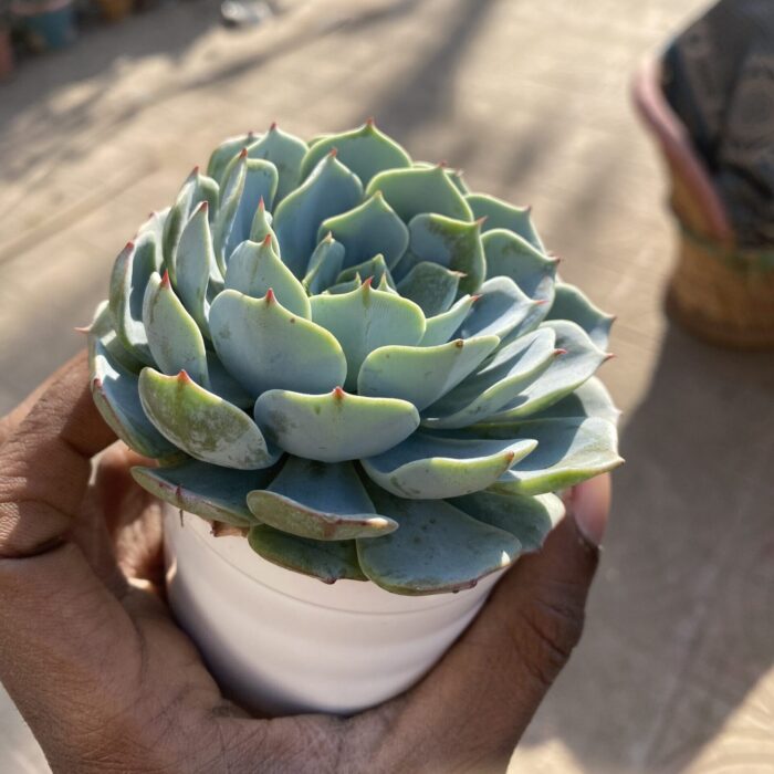 Echeveria Imbricata Blue Rose_1