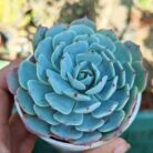 Echeveria Imbricata Blue Rose_2