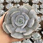 Echeveria Lilacina_1