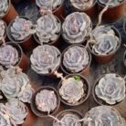 Echeveria Lilacina_2