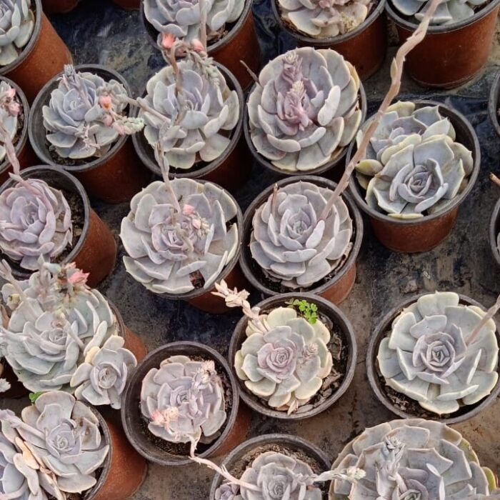 Echeveria Lilacina_2