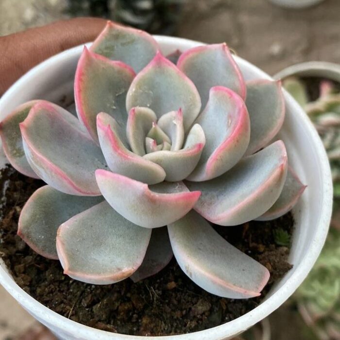 Echeveria Little Fairy