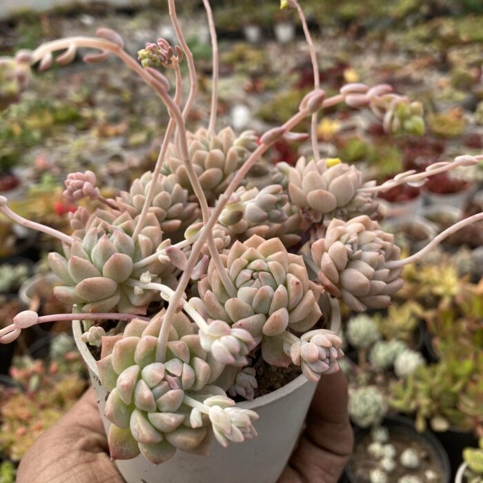 Echeveria Lotus