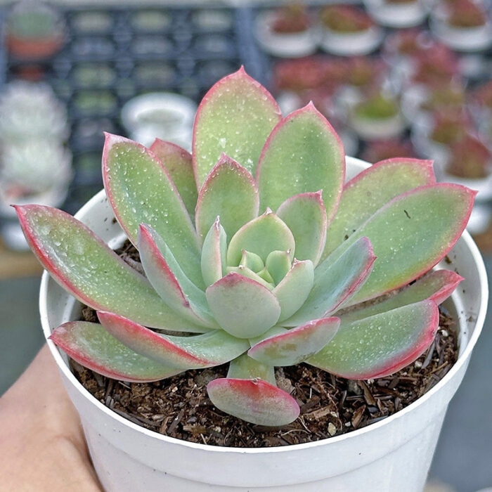 Echeveria Luella