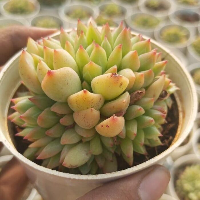 Echeveria Mebina