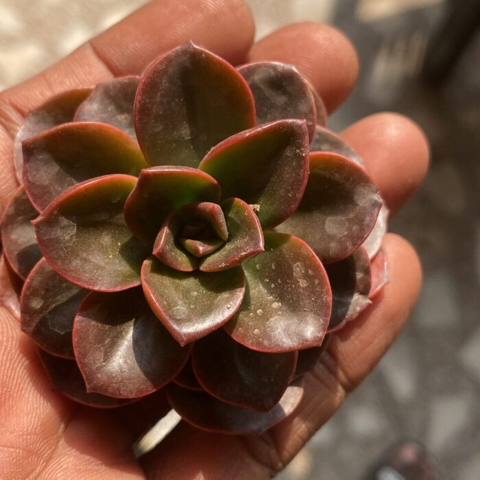 Echeveria Melaco