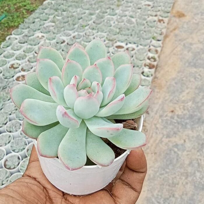 Echeveria Moonglow