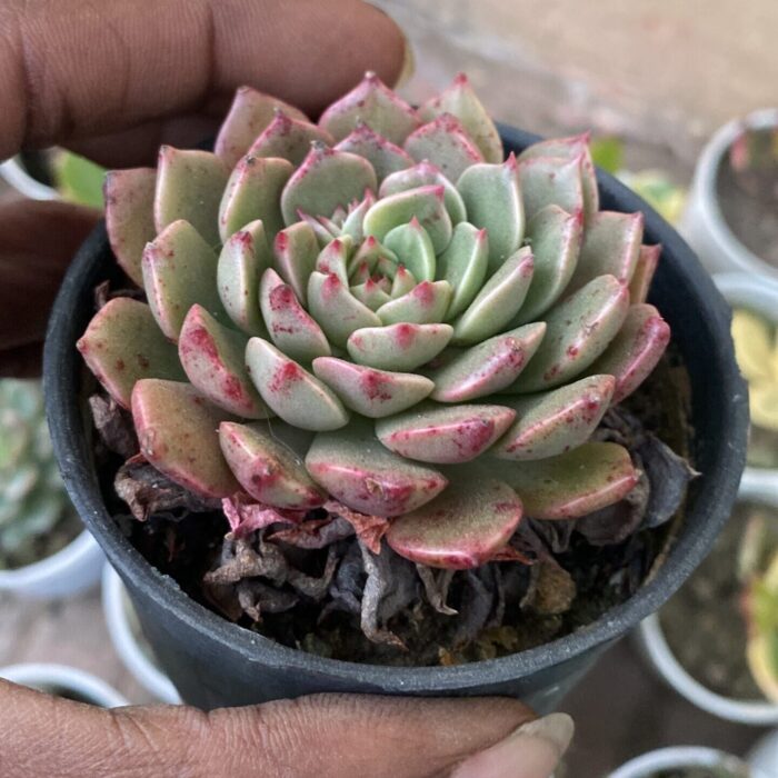 Echeveria Olivia