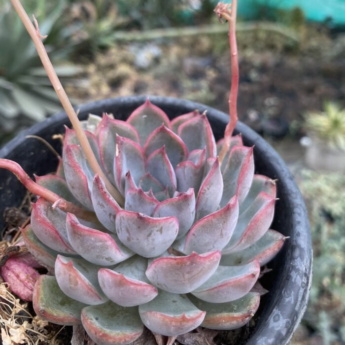 Echeveria Orion