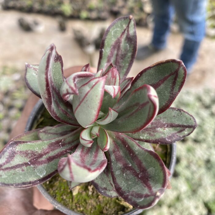 Echeveria Painted