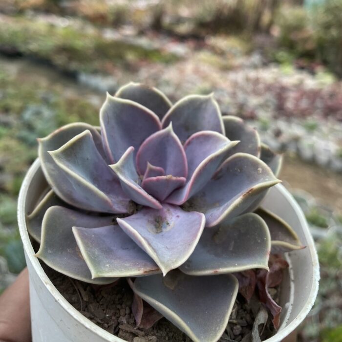 Echeveria Pearle