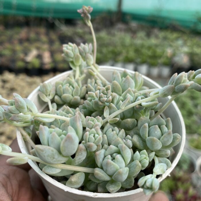 Echeveria Prolifica