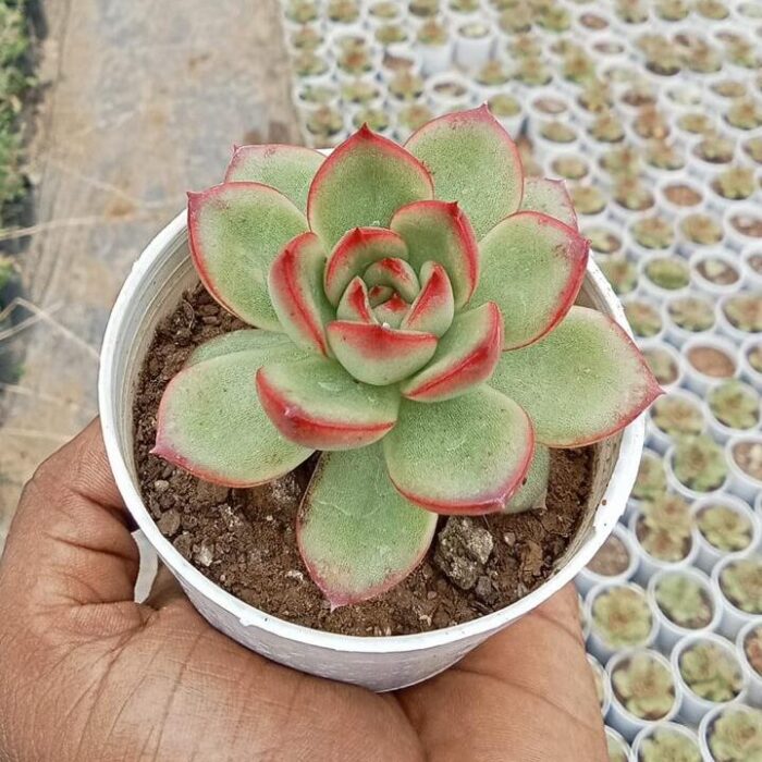 Echeveria Pulidonis