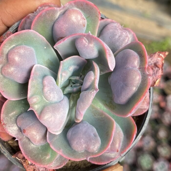 Echeveria Raindrop