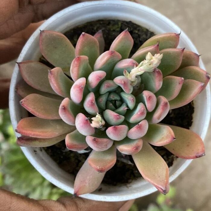 Echeveria Raspberry Ice