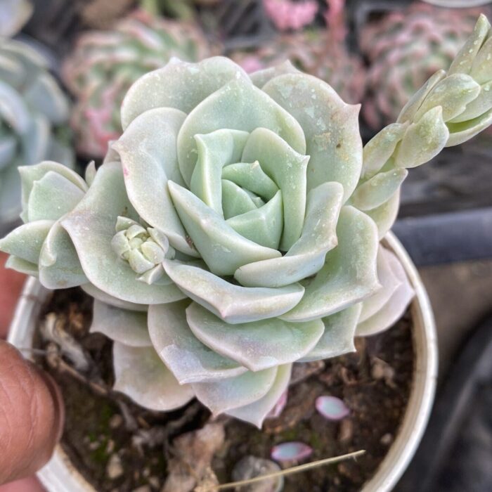 Echeveria Rossy_1