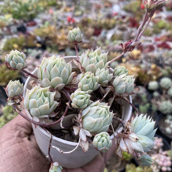 Echeveria Rosy_2