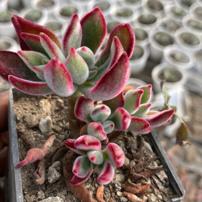 Echeveria Ruby Slippers