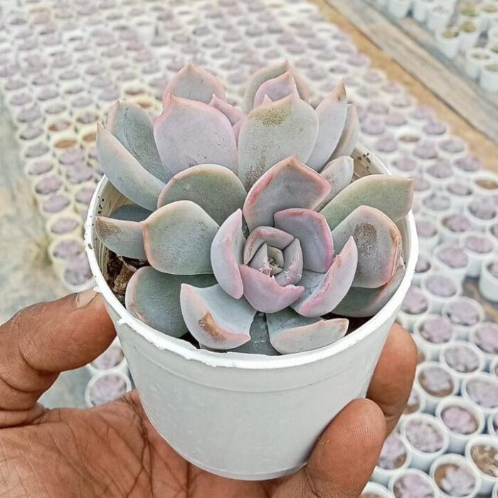 Echeveria Snowball