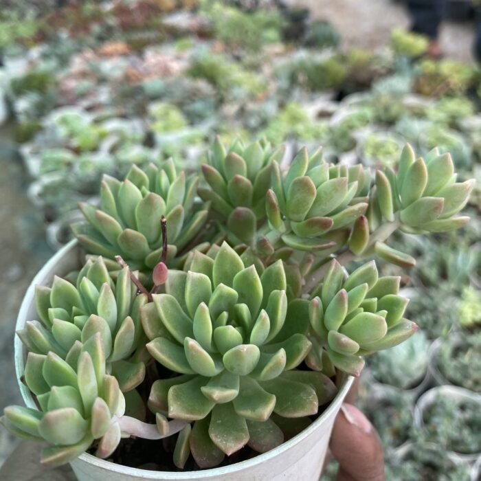 Echeveria Spica