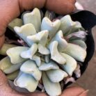 Echeveria Topsy Turvy_1
