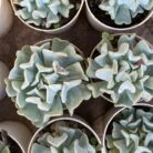 Echeveria Topsy Turvy_2