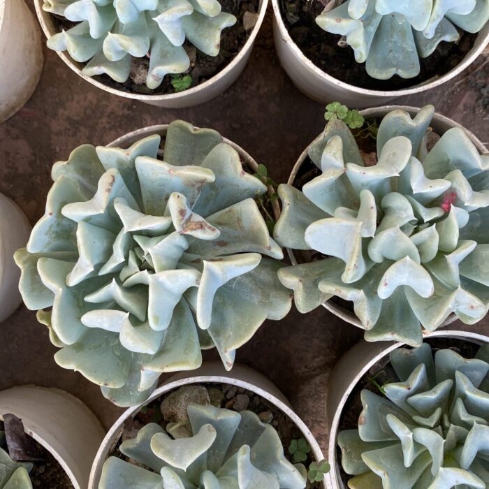 Echeveria Topsy Turvy_2