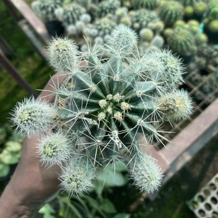 Echnopsis With Pups
