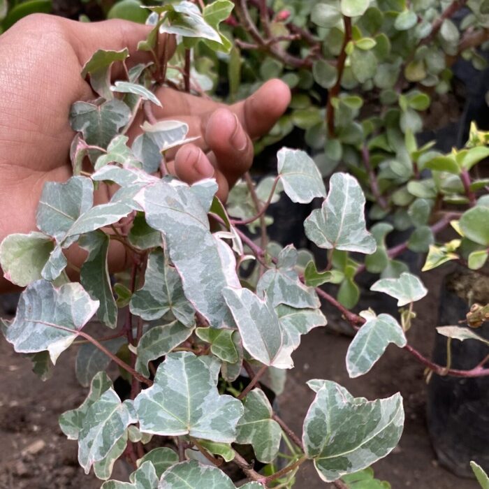 English Ivy Mapple