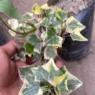 English Ivy_1