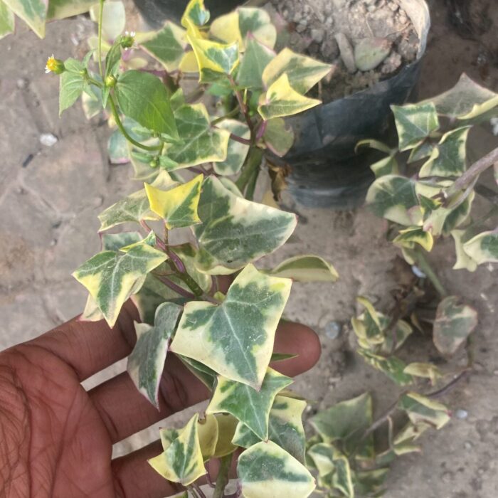 English Ivy_2