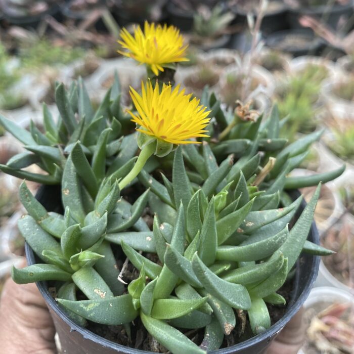 Faucaria type B