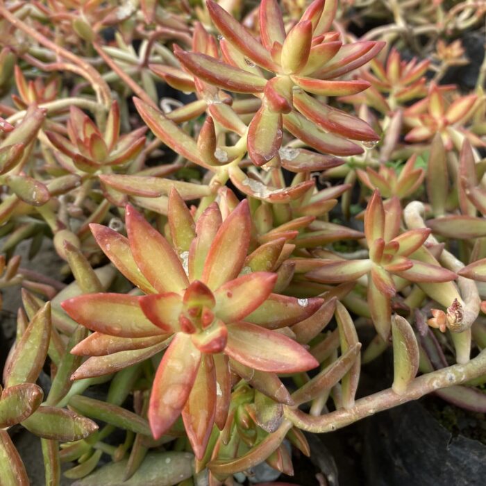 Fire Sedum