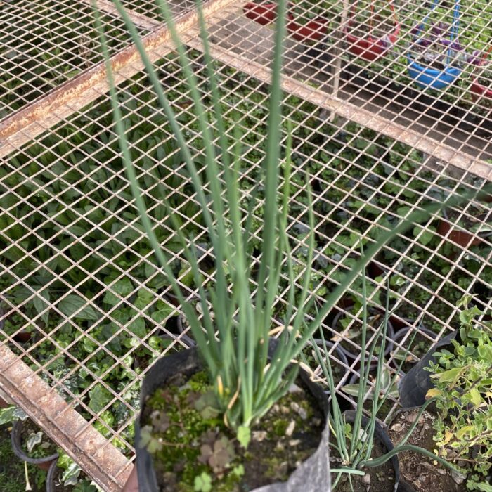 Garlic Chives