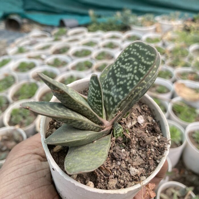 Gasteria Bicolor Liliputana