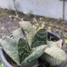 Gasteria Pillansii_1