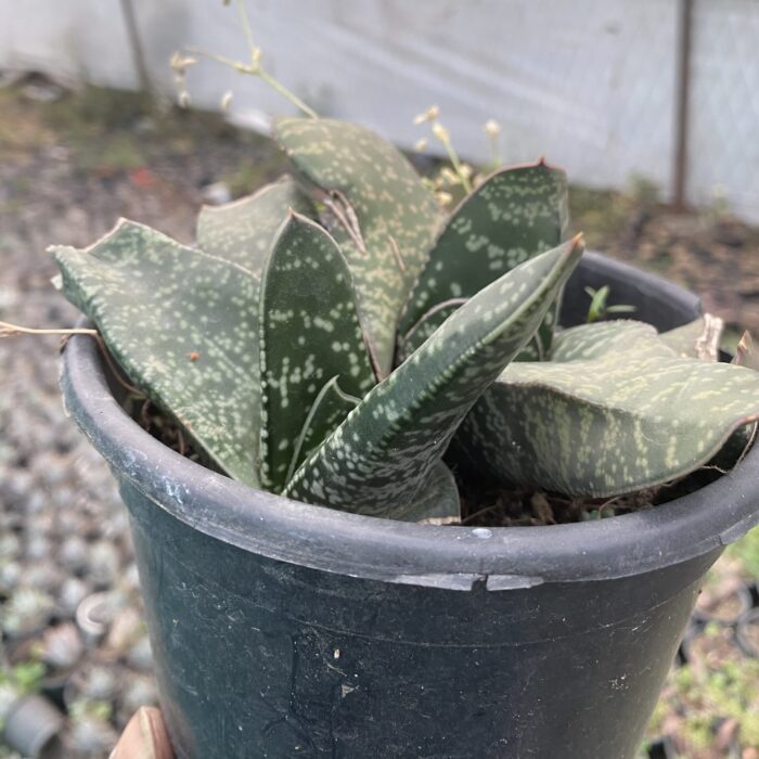Gasteria Pillansii_2