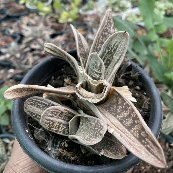 Gasteria Verrucosa