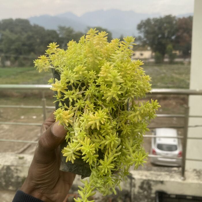 Golden Sedum Grass