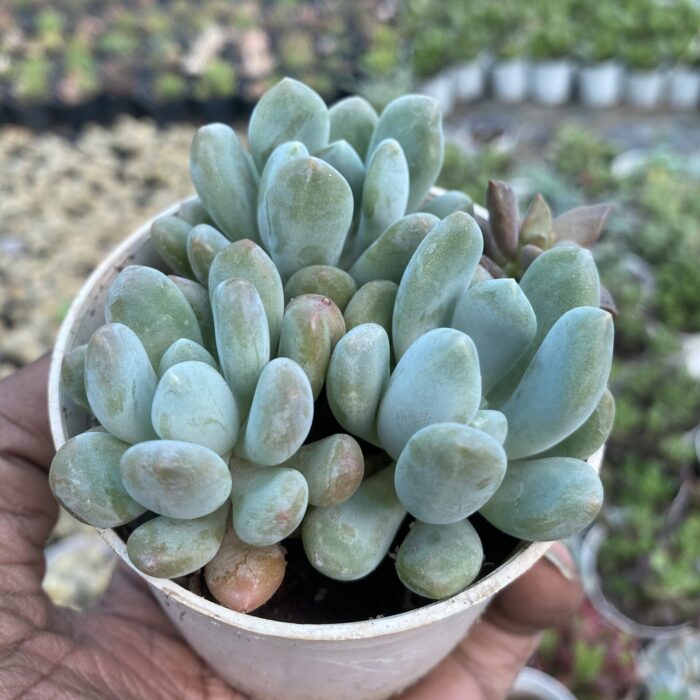 Grapto Sedum