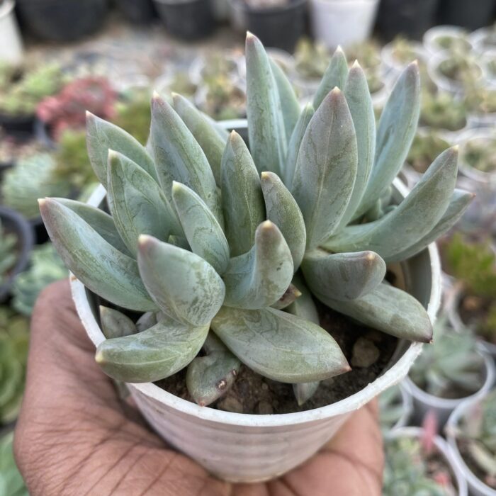 Graptopetalum Alexander