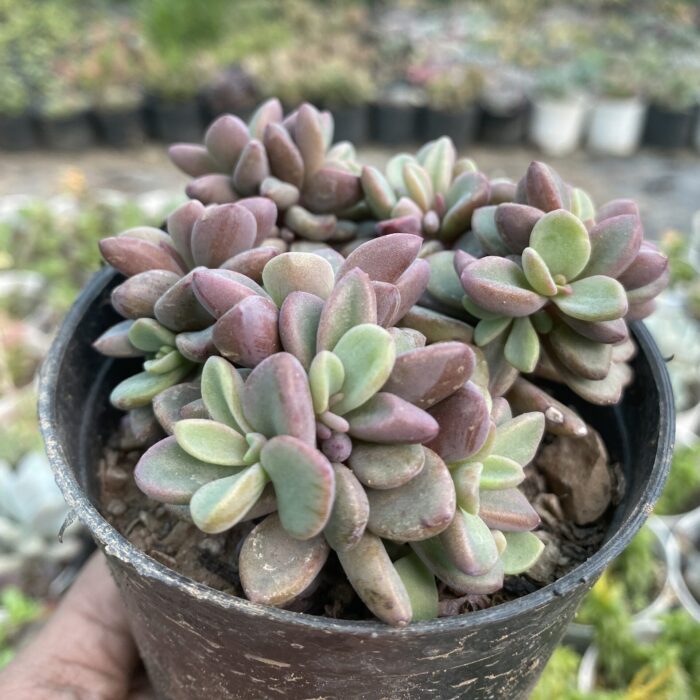 Graptopetalum Blue
