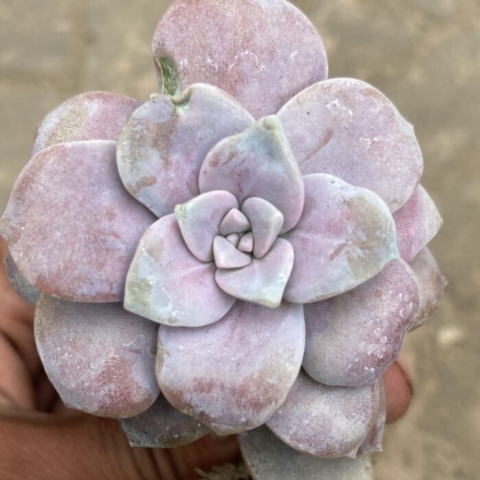 Graptopetalum Pentadrum