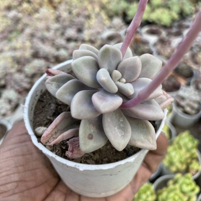 Graptopetalum Purple