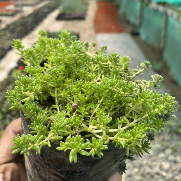 Green Sedum Grass