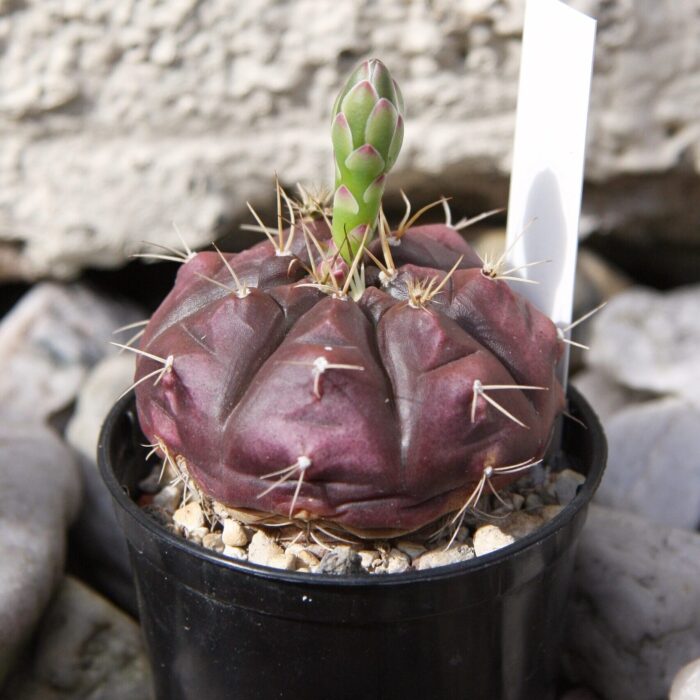Gymnocalycium Anisitsii Sp. Damsii