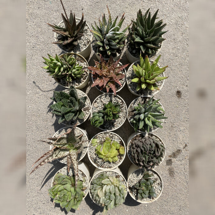 Haworthia Combo of 15_1