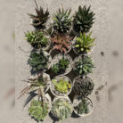 Haworthia Combo of 15_1